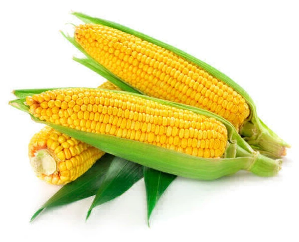 American Sweet Corn / cholam / ചോളം