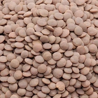 Black Masoor Whole-Loose
