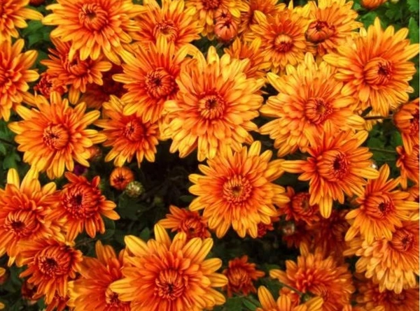 Chrysanthemum Orange Yellow Flowers-100gm