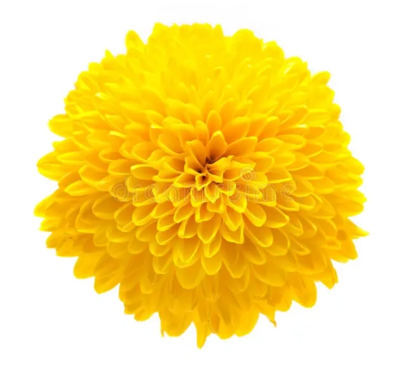 Chrysanthemum Round Yellow Flowers-100gm