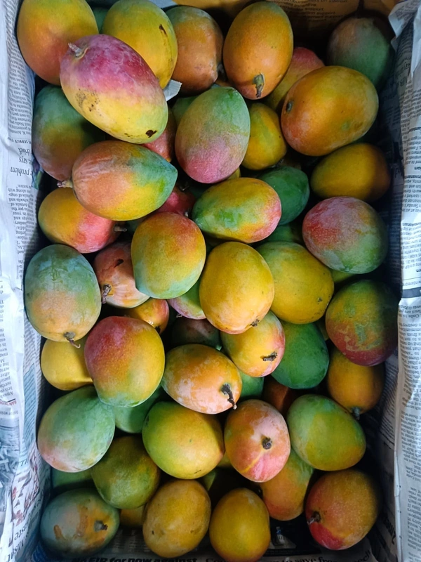 Mango Sindhura - 900gm-1kg