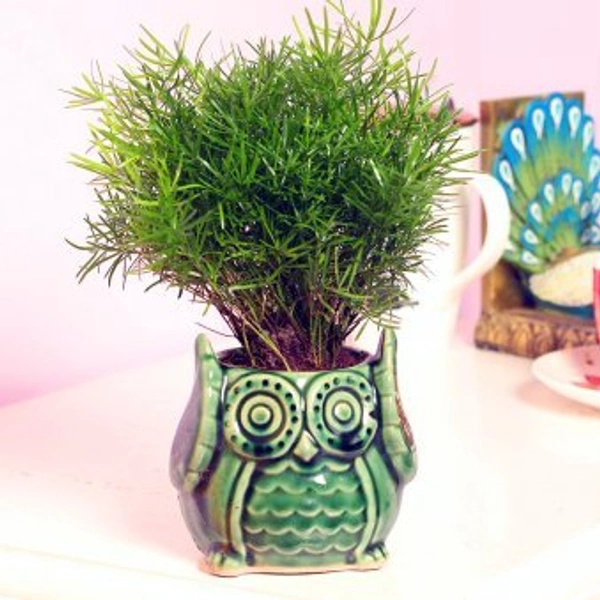 Air Purify Plant In OwlShaped