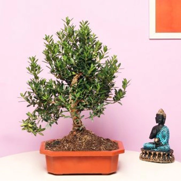 Beautiful Bonsai Plant