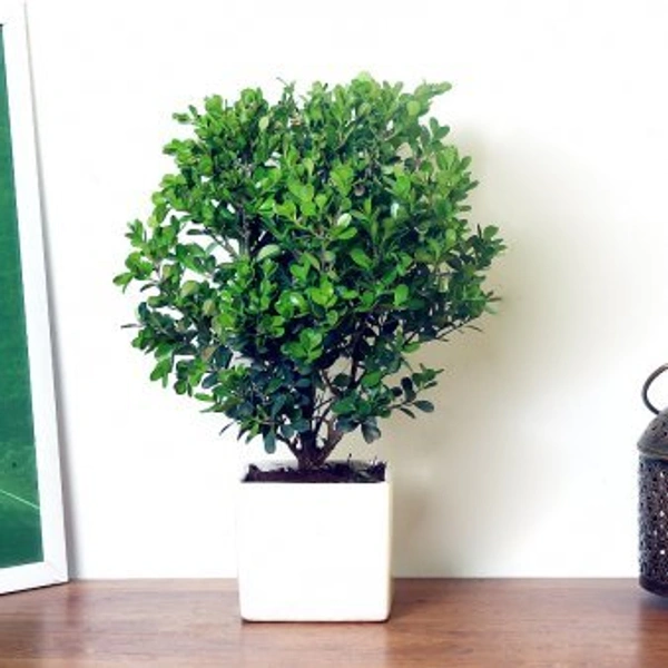 Boxwood Bonsai Plant