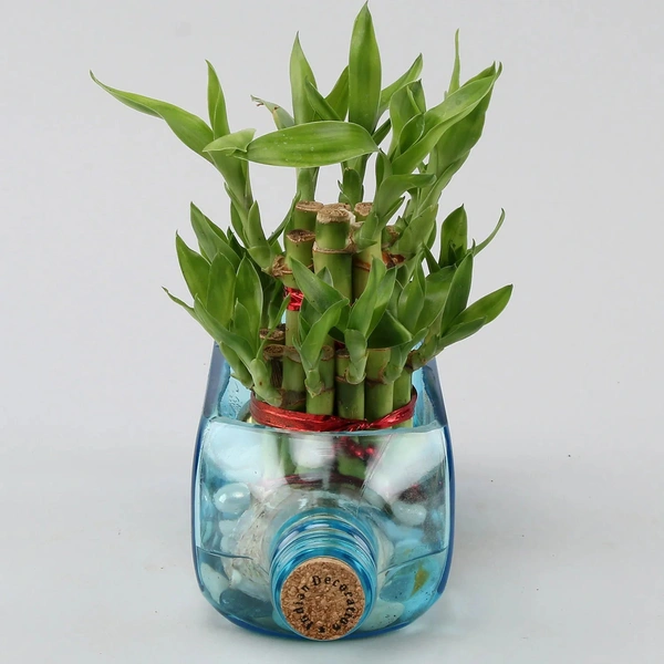 My Gifts Tree Lucky bamboo Bombay sapphire bottle plant