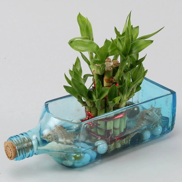 My Gifts Tree Lucky bamboo Bombay sapphire bottle plant