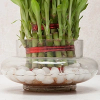 My Gifts Tree Three layer bamboo good luck terrarium