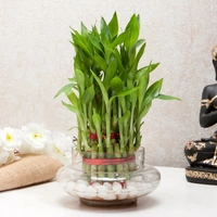 My Gifts Tree Three layer bamboo good luck terrarium