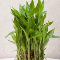 My Gifts Tree Three layer bamboo good luck terrarium