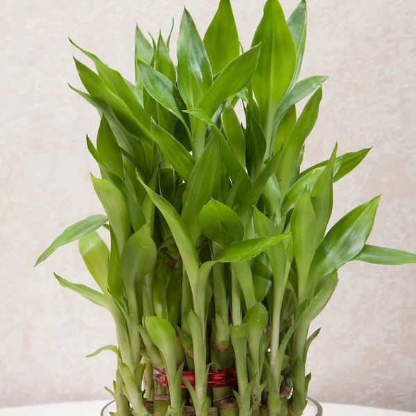 My Gifts Tree Three layer bamboo good luck terrarium