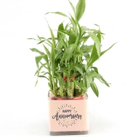 My Gifts Tree Two layer bamboo plant anniversary