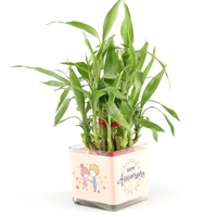 My Gifts Tree Two layer bamboo plant anniversary