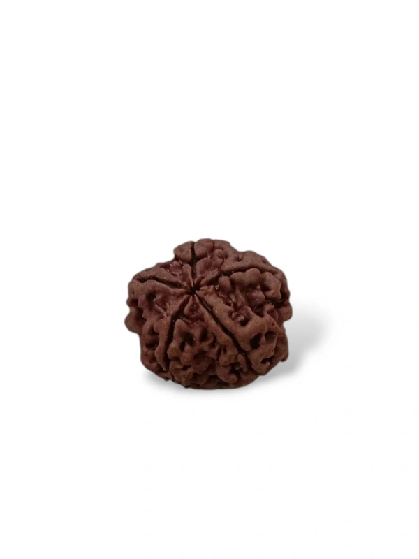Nepali Rudraksha - 5 Mukhi