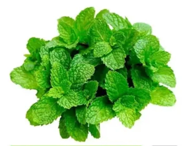 Mint leaves 1pc
