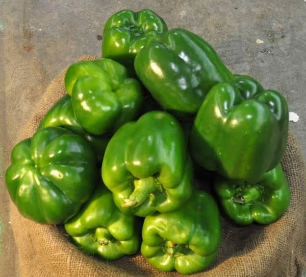 Capsicum 1kg - 1kg