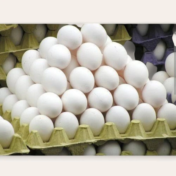 Egg - One Pc