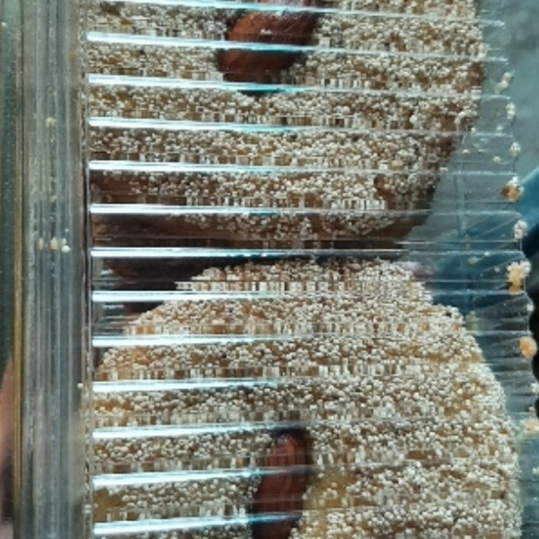 Summer Kulcha (Big)500grm