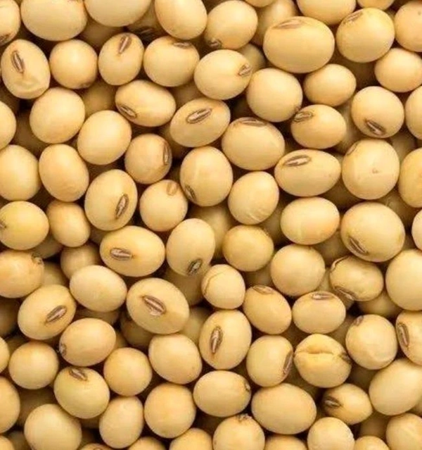 SOYA Beans Premium -250g (సోయా బీన్స్)