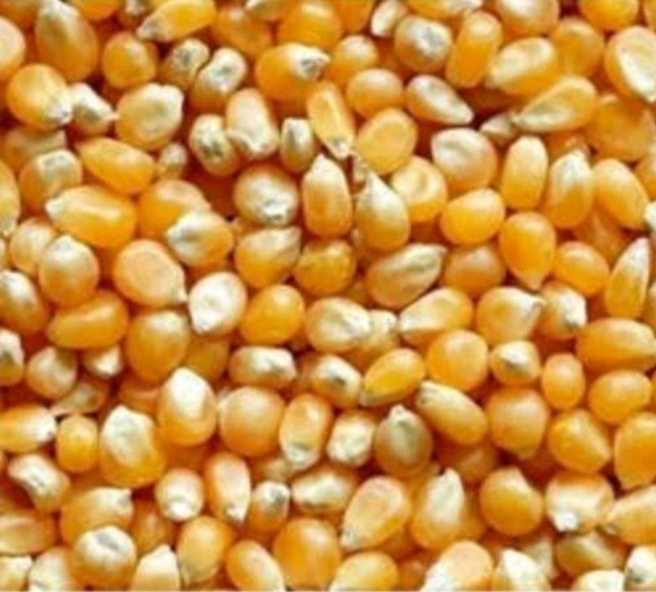 POPCORN Seeds-250g| మొక్క జొన్న గింజలు - 250g
