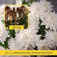 Kalyankari Mustard Cake Fertilizer-900grm | 100% Organic Cold-Pressed | Natural NPK Plant Food | Growth Booster for Flowers, Vegetables & Indoor Plants | Eco-Friendly Manure (Pure Mustard Oil Cake) - 900 grm