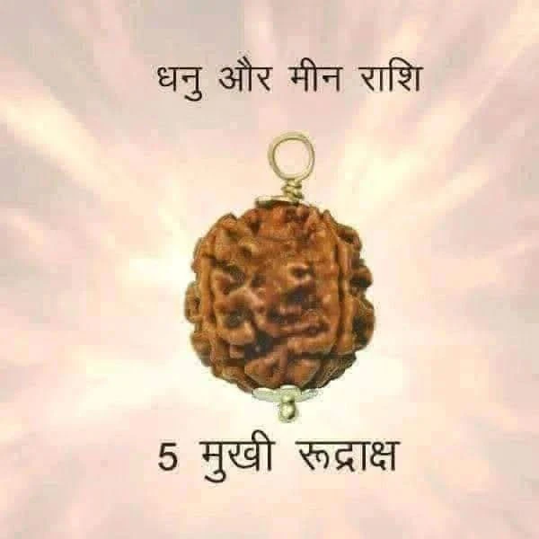 Astro Planet  5 Mukhi Rudraksha  - Bourbon, Big