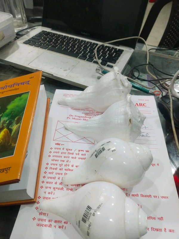 Moti Shankh - White, Medium