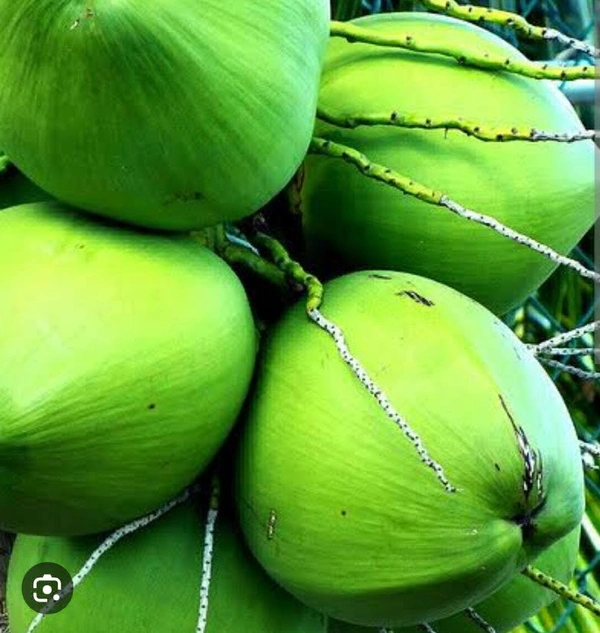 Coconut Water(नारियल पानी)