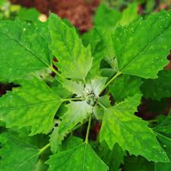 Chenopodium(बथुआ)