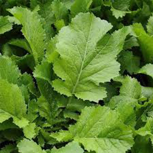 Mustard Leaves(सरसों के पत्ते)