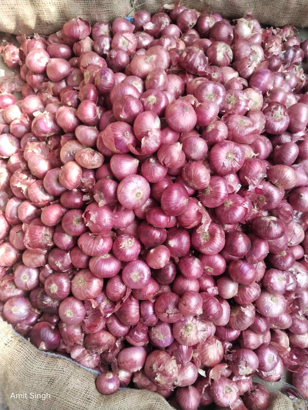 Wholesale Onion Premium