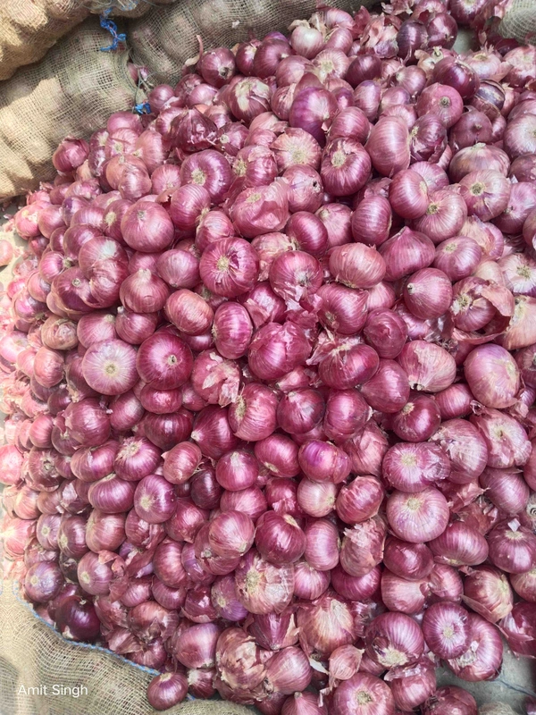 Wholesale Onion Premium