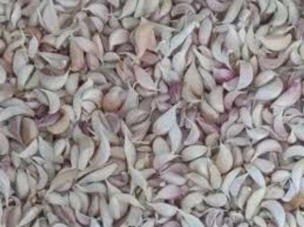 Garlic Tukdi