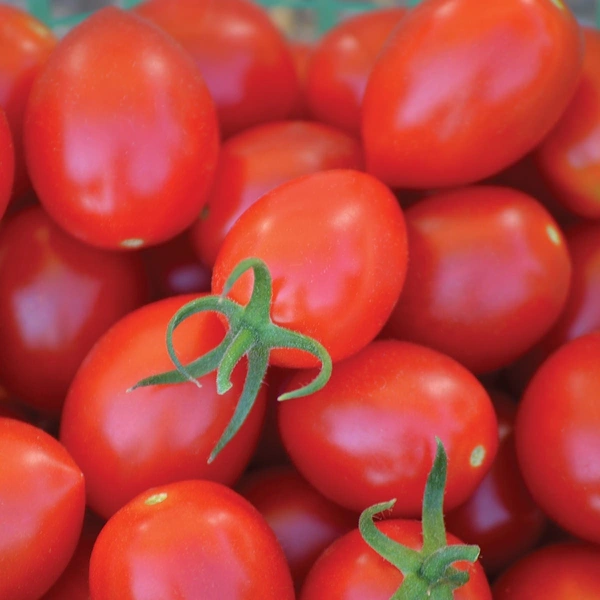 श्री कृष्णा डिजिटल स्टोर पूलासर Tomato (Hybrid) : 2 Kg