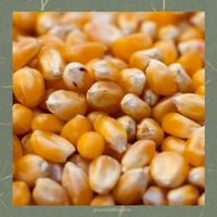 Makka / Maize Atta | 1kg