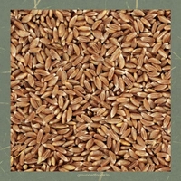 Jave / Khapli wheat atta - 5 kg