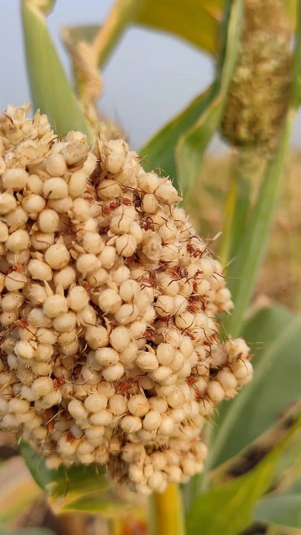 Jowar flour | marathwada - 1KG