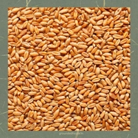 Rajwadi Wheat flour - 5 kg, Roti Coarse Ground