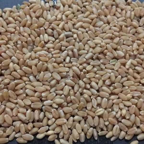 Wheat Flour - Washed and vacuum dried - 1kg