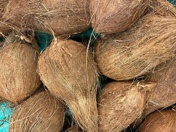 Coconut(కొబ్బరికాయ) - 1 NO