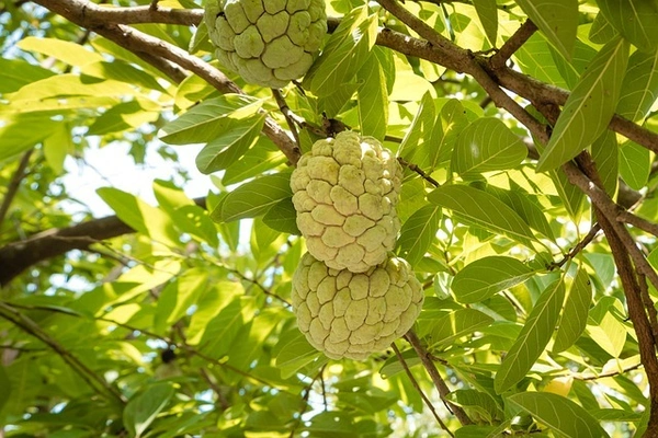 Custard-Apple(సీతాఫలం) - 6 NO