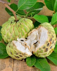 Custard-Apple(సీతాఫలం) - 6 NO