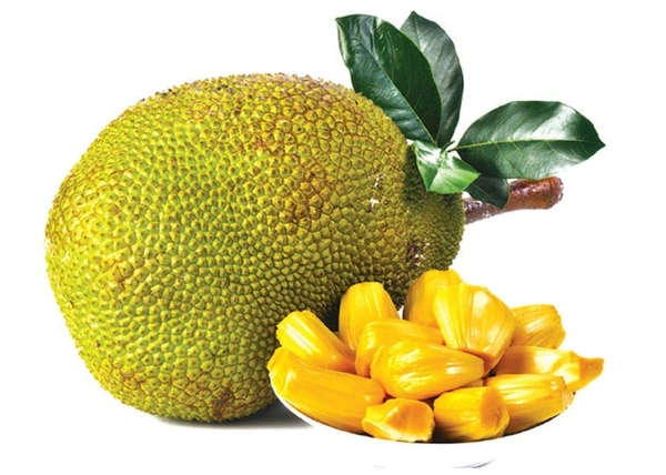 Jackfruit(పనస కాయ) - 1 NO