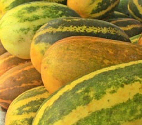 Cucumber Malabar (దోసకాయ) - 1 KG