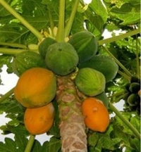 Papaya(బొప్పాయి) - 2 NO