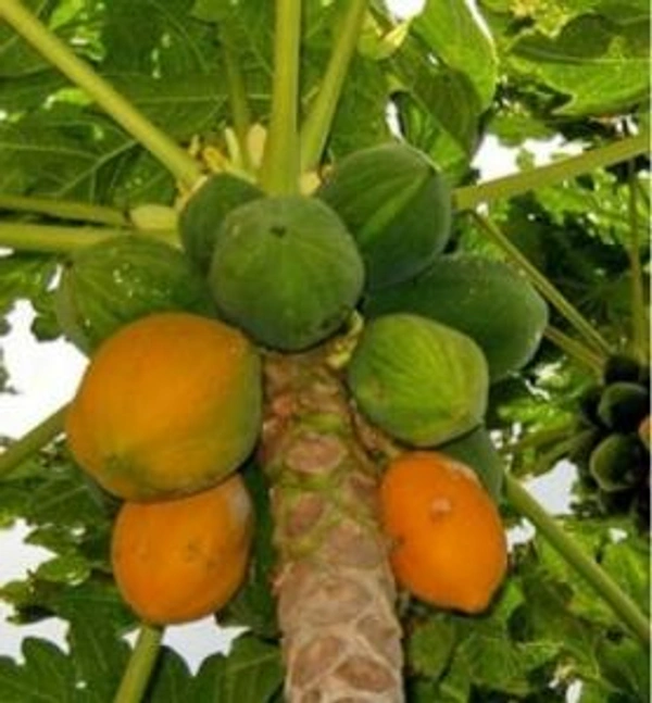 Papaya(బొప్పాయి) - 2 NO