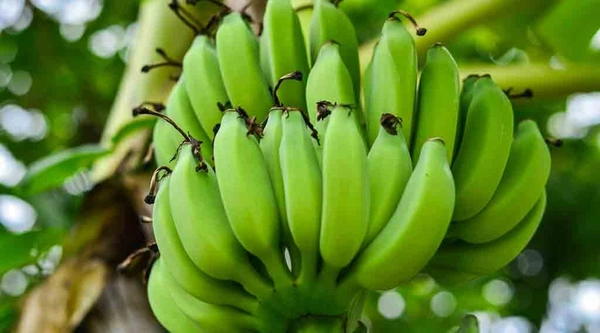 Raw Banana(కూర అరటి) - 2no