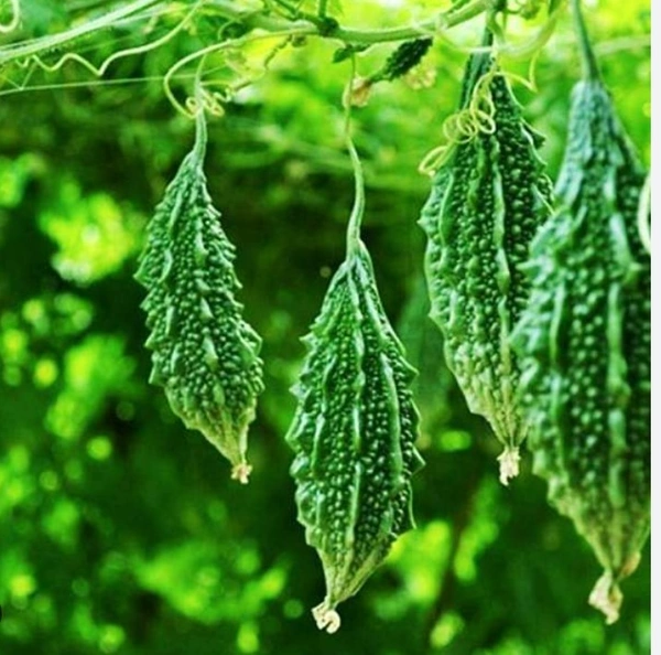 Bitter groud(కాకర కాయ) - 1kg