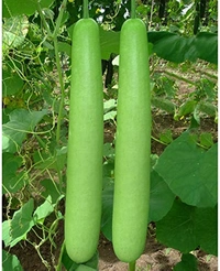 Bottle gourd(సొరకాయ) - 1 No
