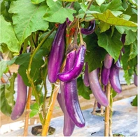 Brinjal(వంకాయ) - 1 KG