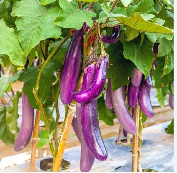 Brinjal(వంకాయ) - 1 KG